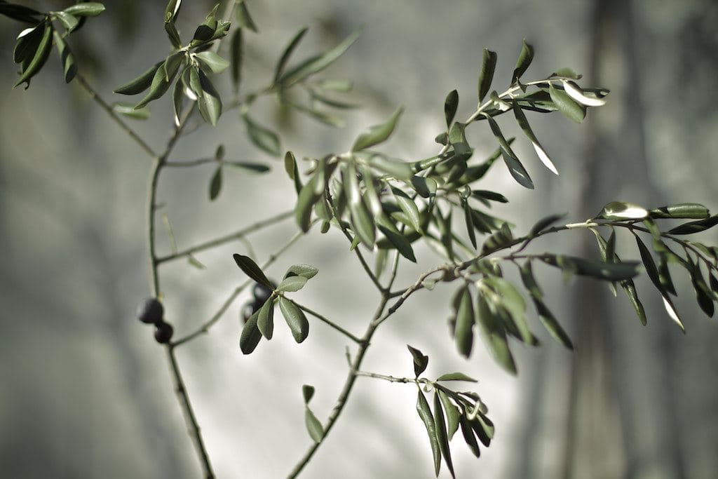 Zeytin Ağacı Mum